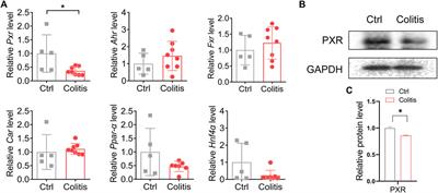 Dysregulated hepatic UDP-glucuronosyltransferases and flavonoids glucuronidation in experimental colitis